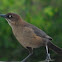 Boat-tailed Grackle (female)