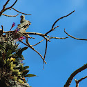 Air plant