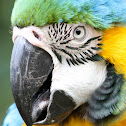 Blue Macaw 
