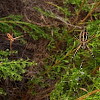 Banded Argiope Spiders, male and female