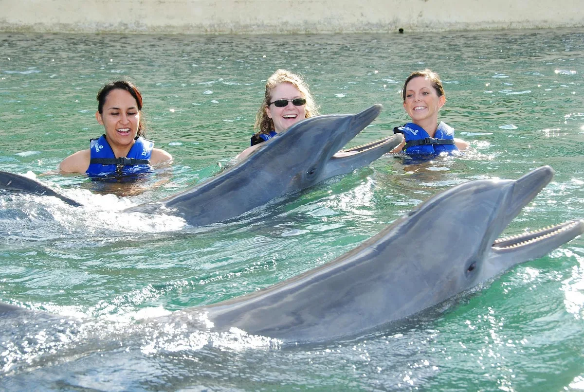 Cancun-swimming-with-dolphins - Swimming with dolphins in Cancun. 