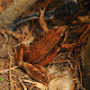 Northern red-legged frog