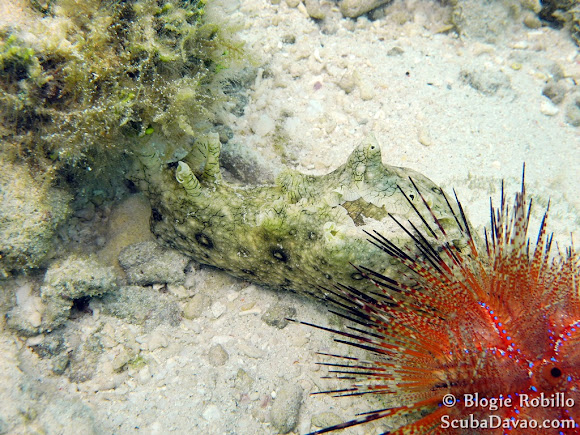 Spotted Sea Hare | Project Noah