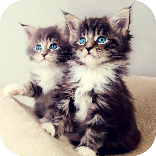 Kittens Live Wallpaper 個人化 App LOGO-APP開箱王