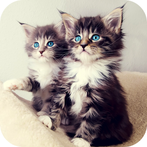 Kittens Live Wallpaper.apk 1.0
