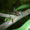 Banded Net Wing Beetle