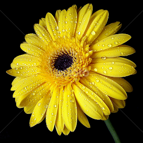 by Biljana Nikolic - Flowers Single Flower