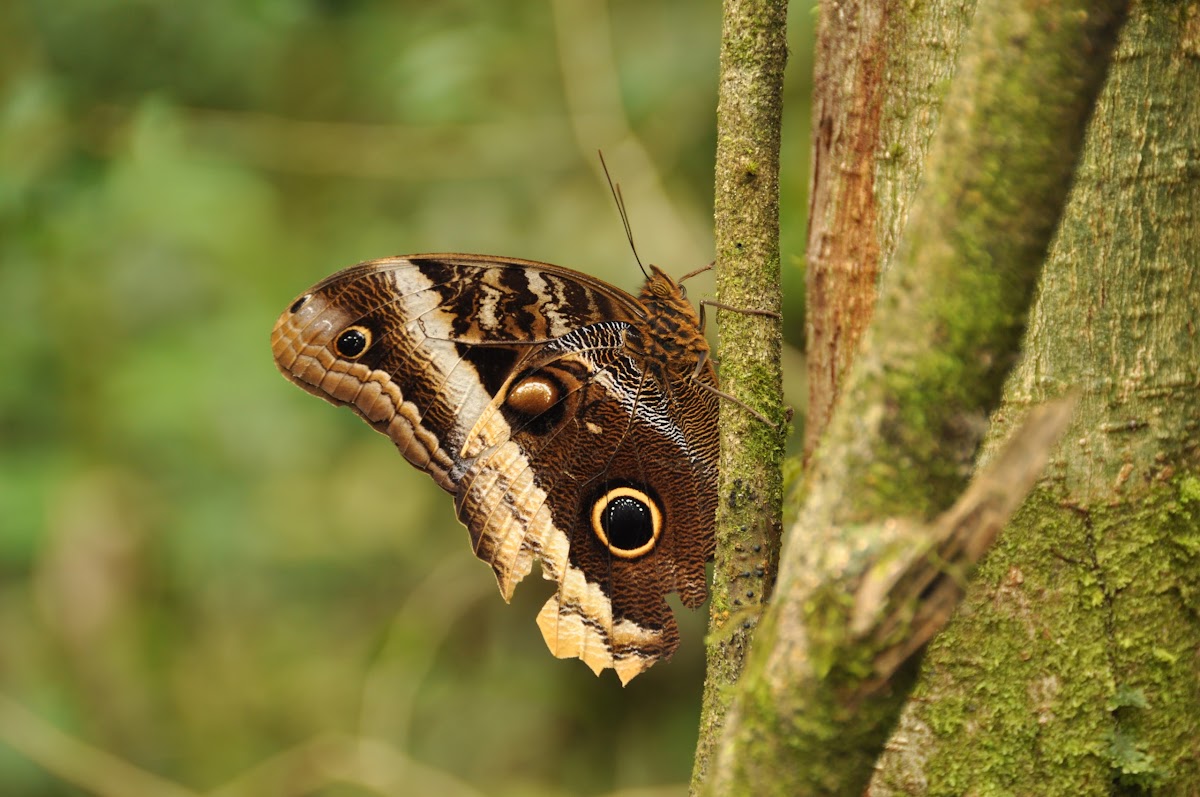 Banded Owl-Butterfly