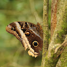 Banded Owl-Butterfly