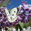 Large Cabbage White Butterfly