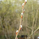 Pussy willow
