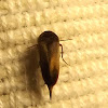 Brown Pintail Beetle ?
