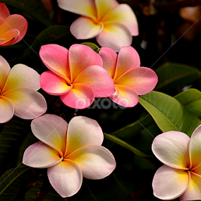 Pink Frangipani 112 by Mark Zouroudis - Flowers Tree Blossoms