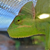 Veiled Chameleon (male)