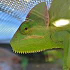 Veiled Chameleon (male)