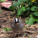 White Crowned Sparrow