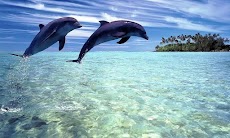 Amazing Dolphins Livewallpaperのおすすめ画像2