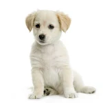 Cover Image of 下载 Puppy live wallpaper 1.20 APK