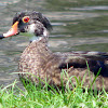 Wood Duck