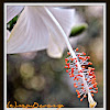 Hibiscus (white)