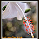 Hibiscus (white)
