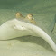 Bluespotted stingray