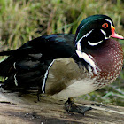 Wood Duck