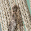 Convolvulus Hawk-moth (female)