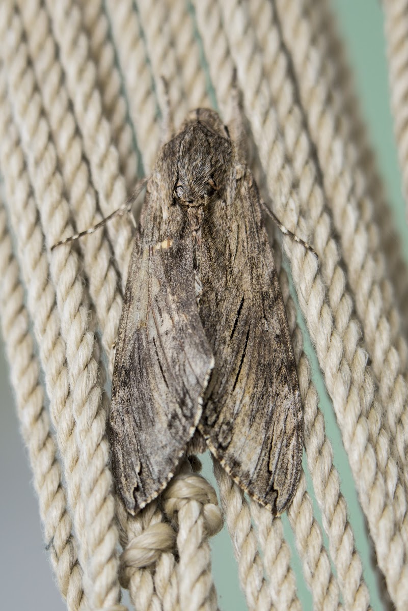 Convolvulus Hawk-moth (female)