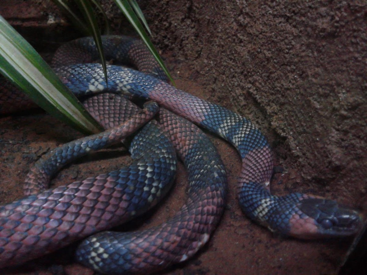 Coral Snake/Milk Snake
