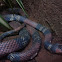 Coral Snake/Milk Snake