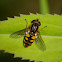 Syrphid Fly - Female