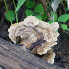 Turkey Tail fungi