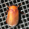 Junebug beetle
