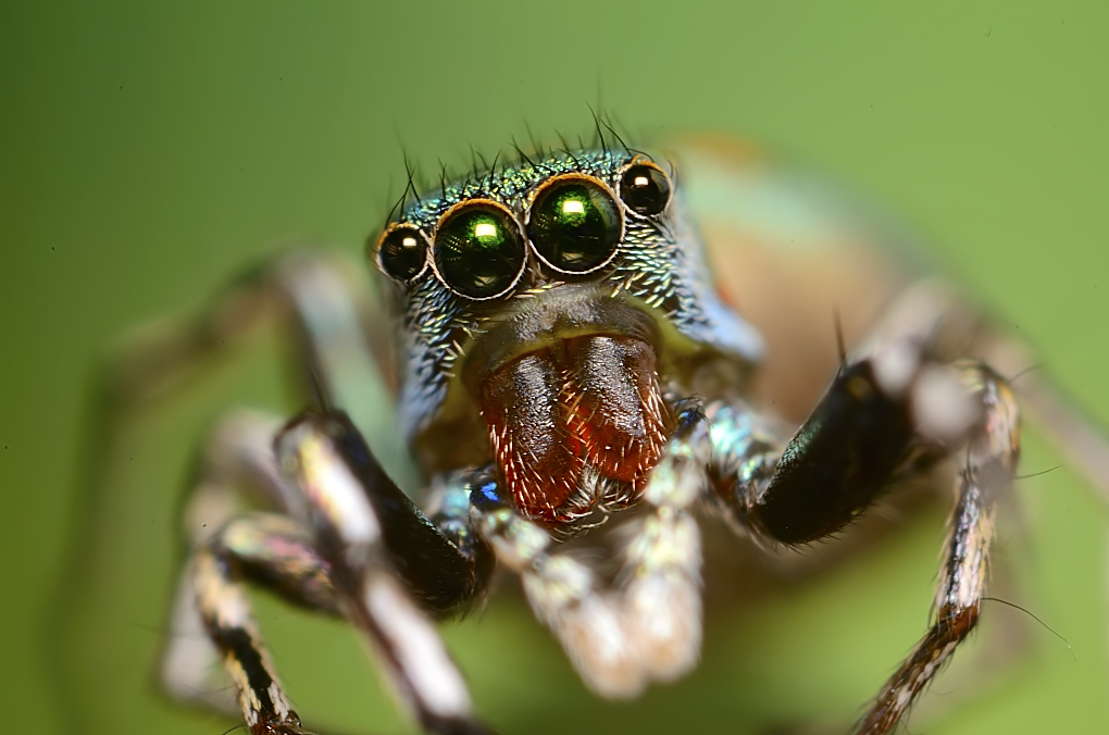 Metallic green Jumping Spider