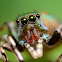 Metallic green Jumping Spider