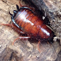 Wood Cockroach