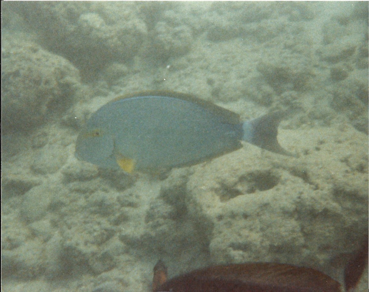 yellowfin tang