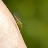 Aphid - Winged form