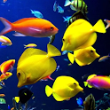 Coral Fishes Live Wallpaper logo