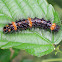 Arctiid Caterpillar