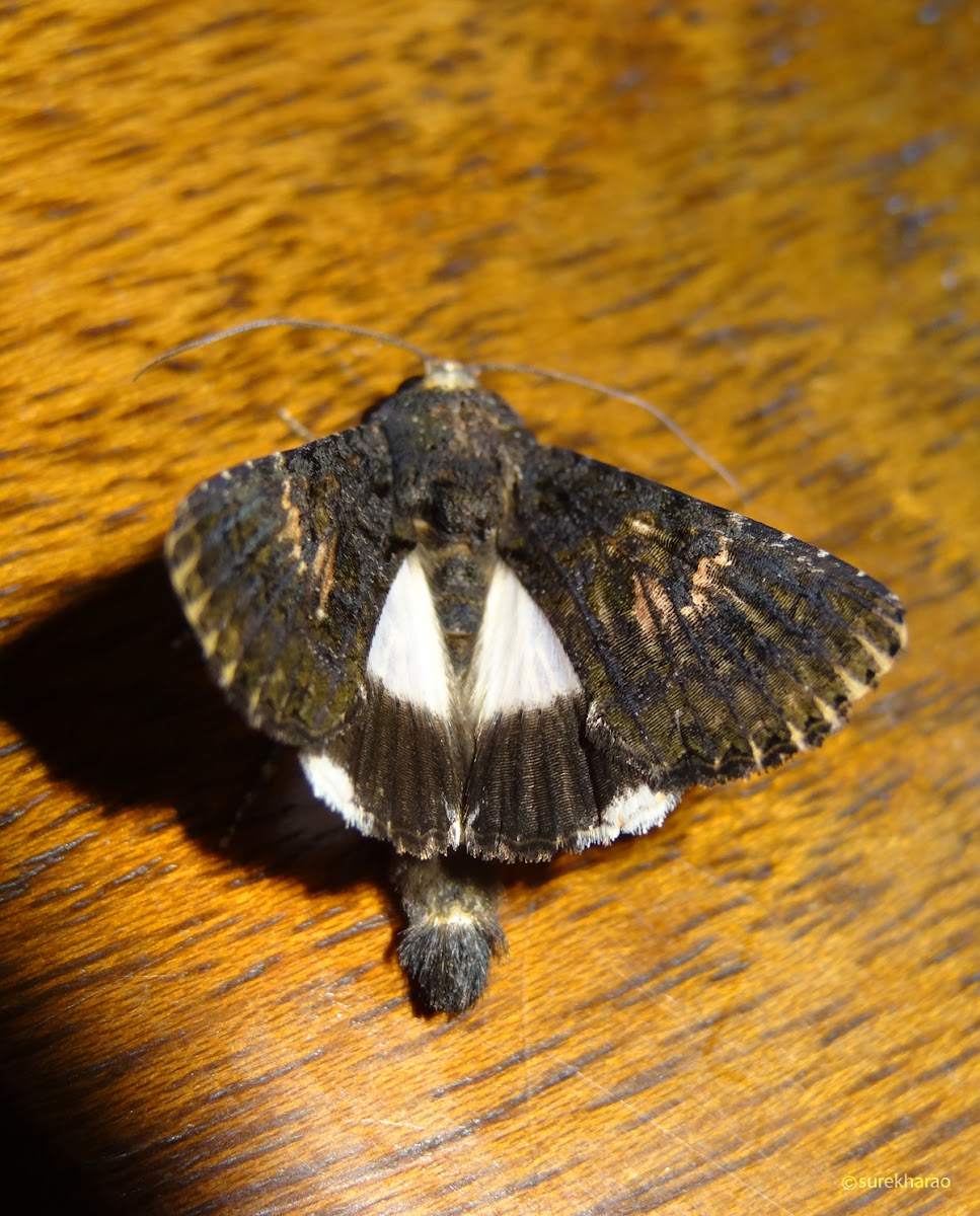 Catephia alchymista moth