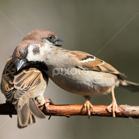 passer sparrow by Dragomir Taborin - Animals Birds