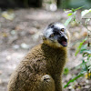 Common brown lemurs