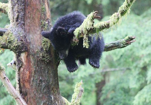 baby-bear-napping-in-tree - We loved seeing this bear cub clamber up a tree and then immediately fall asleep, in Tongass National Forest, the second-largest rainforest in the world, behind the Amazon.