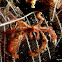 Orangutan Crab