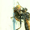 Robber Fly (female) & Leafhopper  prey