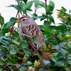 Female White-Crowned Sparrow