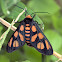 Black Thorax Wasp Moth