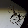 Net-casting Spider